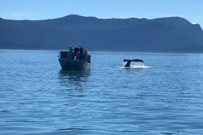 Feel the salt air and watch humpbacks up close on a juneau whale watching tour. includes jet boat ride, local guide, snacks, and easy transfers from downtown.