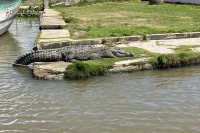Explore jamaica’s black river, ys falls, and pelican bar in one day. guided tour includes entry, lunch, and transport. book your adventure now.
