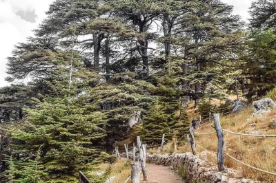 Visit lebanon’s famous cedar forest, explore bcharreh’s gibran museum, and tour the kozhaya monastery with a local guide. includes lunch and beirut hotel pickup. reserve your spot today.
