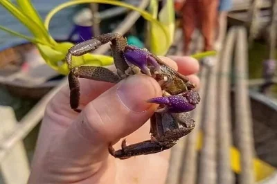 Scopri il tour privato di pesca nella foresta di cocco di hoi an, cattura granchi, crea lanterne e gusta noodles locali. include lezione di caffè, pranzo e trasferimenti. prenota ora!