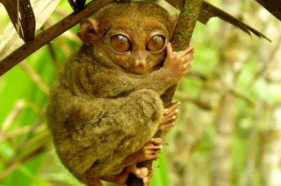 Discover bohol’s countryside on a private tour: visit historic sites, cruise the loboc river with a buffet lunch, and see chocolate hills. book now—includes all fees and air-conditioned transport.