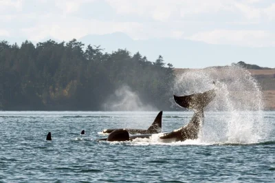 Hear whales exhale, spot orcas & humpbacks, and cross wild bc waters with a local guide on this vancouver whale watching tour—includes guaranteed sightings.