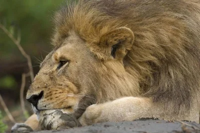 Vivi i migliori parchi safari della tanzania e le spiagge di zanzibar. ammira la fauna selvatica nel serengeti, nel cratere di ngorongoro e rilassati sulle sabbie bianche di zanzibar.