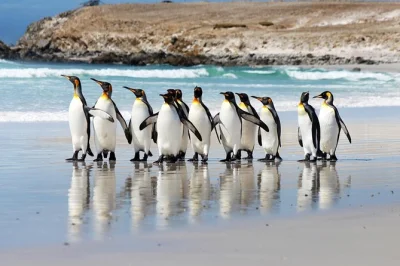 Meet king penguins up close at volunteer point in the falklands. small group 4x4 tour with local guide, port pickup, and lunch included. book now.