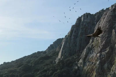 Scopri monfragüe in 4x4 con una guida locale, avvista uccelli rari e goditi panorami mozzafiato sulla foresta mediterranea. trasporto incluso. prenota la tua escursione naturalistica.