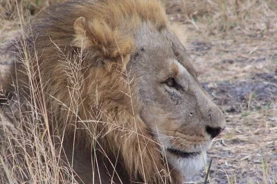 Feel the wild heart of botswana on a 17-day private safari from maun to kasane. sleep in mobile camps, track wildlife in chobe & okavango, all with expert guides.