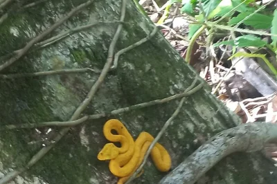 Geführte wanderung im gandoca-manzanillo refuge. beobachte affen, faultiere, vögel & mehr. inklusive ferngläser und obst. entdecke die wilde karibikküste costa ricas.