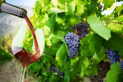 Savor peljesac wines, walk ston’s ancient walls, and meet local winemakers on a private day trip from dubrovnik. includes pickup and expert guide.