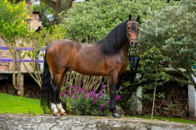 Découvrez les légendaires chevaux paso fino près de bogotá, visitez une ferme familiale, savourez un déjeuner traditionnel et profitez d’un guide local. réservez vite.