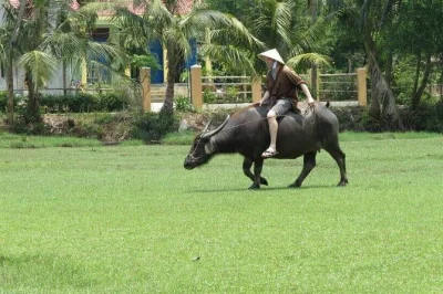 Scopri i giardini di erbe aromatiche di tra que, cavalca un bufalo e condividi il pranzo con la gente del posto. include trasporto privato e massaggio rilassante. prenota subito.