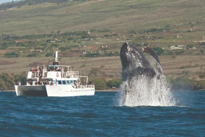 Hear humpback whale songs, watch breaches up close, and cruise maui’s au'au channel with expert crew—includes shaded viewing decks and lahaina harbor departure.