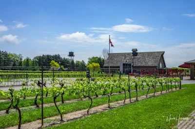 Personalizza il tuo tour privato di mezza giornata tra le cantine di niagara-on-the-lake. visita 3 aziende vinicole, assaggia vini locali e approfitta di un servizio flessibile di pick-up e drop-off.