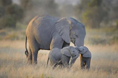 Découvrez la tanzanie sauvage lors d’un safari de 4 jours depuis arusha. observez les éléphants de tarangire, campez sous les étoiles du serengeti et explorez le cratère de ngorongoro avec un g