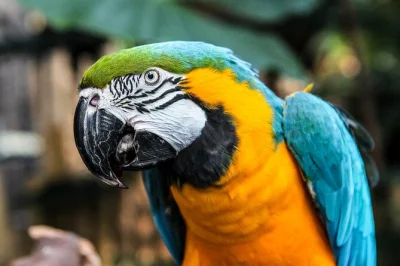 Découvrez le bloedel conservatory à vancouver, un havre tropical avec oiseaux exotiques, plantes luxuriantes et chaleur douce. billet inclus—réservez vite.