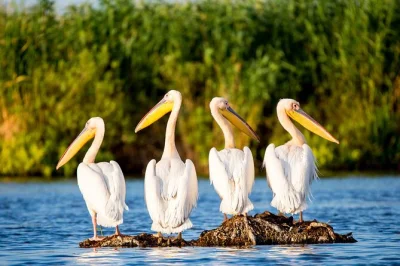 Explore the danube delta and black sea on a private 2-day tour from bucharest. visit constanta, mamaia beach, and cruise the delta with a local guide.