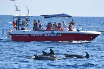 Wake up to alghero’s wild side—dolphin watching with marine biologists, hands-on snorkeling in capo caccia, and real science on board. includes gear & expert guides.