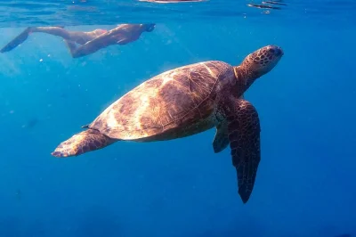 Nagez avec les tortues à turtle canyon lors d’une croisière privée à waikiki. Équipement de snorkeling, guide local et boissons inclus. réservez votre aventure exclusive dès maintenant.