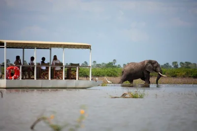Parti da zanzibar per un safari nella selous game reserve. avvista elefanti, leoni, cani selvatici e altro in un emozionante tour guidato di un giorno, con pranzo e voli inclusi.