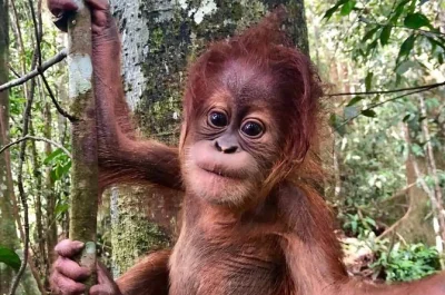 Wake to jungle sounds, trek with a guide in gunung leuser, spot wild orangutans, camp by the river, and float home by tube. includes meals and pickup.