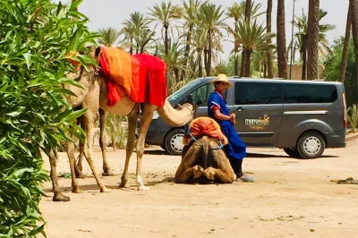 Ride camels and quad bikes in marrakech’s palmeraie desert with a local guide. includes hotel pickup, bottled water, and afternoon tea. book now.