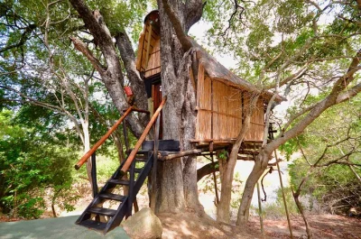Experience kruger national park on safari drives, bush walks, and a night in a treehouse. includes local guide, all fees, and pickup from johannesburg.