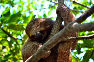 Meet sloths, monkeys, and macaws in roatan with a local guide. includes chocolate tasting, city sightseeing, and roundtrip pickup. book now for a real island day.