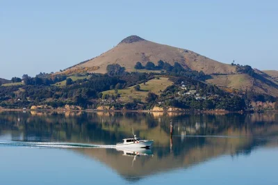 See royal albatross, fur seals & fishing villages on an otago harbour wildlife cruise from dunedin. includes pickup, hot drinks & local guide. book now.