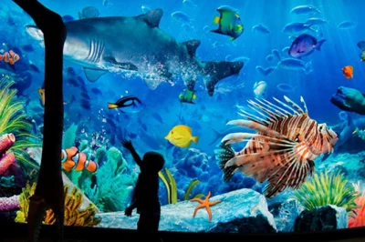 Explore o sea life bangkok ocean world e madame tussauds com um único ingresso. conheça o maior aquário da tailândia, veja a vida marinha de perto e garanta seu lugar com facilidade.