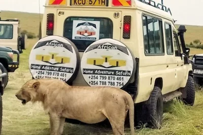 Découvrez un safari authentique dans le maasai mara avec un guide local, observation des animaux et déjeuner pique-nique dans le parc. prise en charge à l’hôtel de nairobi et transport inclus.