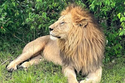 Découvrez les flamants roses du lac nakuru et la faune du maasai mara lors d’un safari de 4 jours au départ de nairobi. guide local, prise en charge à l’hôtel et repas compris.