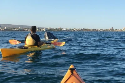 Scivola in kayak nella bahía de la paz e tra le mangrovie di el mogote con una guida locale. include attrezzatura, rinfreschi e foto. prenota il tuo posto per un’esperienza unica in paddle.