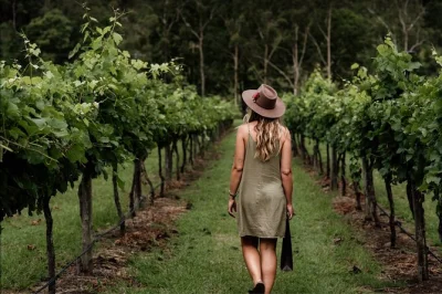 Mount tamborine entdecken: boutique-weingüter probieren, ein gourmet-mittagessen genießen und die galerie walk erkunden – inklusive abholung und verkostungen ab brisbane.