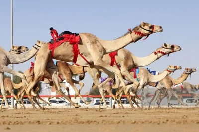Découvrez l’entraînement des chameaux à al shahaniya et explorez le musée et la réserve animale du domaine al samriya avec un guide local. transport privé et boissons inclus.
