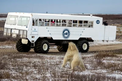 See polar bears in churchill with a local guide, ride the tundra buggy, visit museums, and experience dog sledding. includes flights and accommodation.