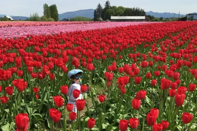 See skagit valley’s tulip fields, visit roozengaarde farm, and explore la conner with a local guide. includes pickup, entry ticket, and snacks.