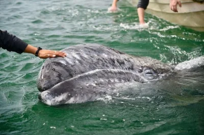 Avvista da vicino le balene grigie a bahía magdalena con un biologo marino. tour in barca per piccoli gruppi, guida esperta e partenze flessibili. prenota ora il tuo posto.