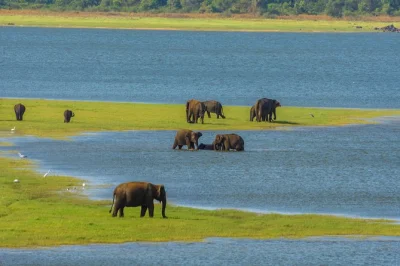 Experience a real minneriya safari from habarana with hotel pickup, local guide, and a chance to see wild elephants. book now for an authentic wildlife day.