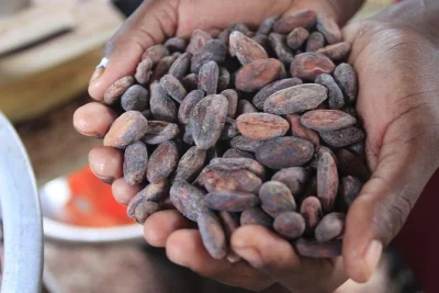 Descubre el cacao cerca de placencia, aprende a hacer chocolate maya desde cero y refréscate en una cascada cercana. incluye transporte y guía local.