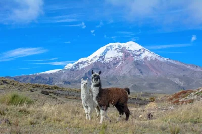 Viaja de quito a cuenca con guía local, explorando cotopaxi, quilotoa, cascadas de baños y ruinas de ingapirca. incluye hoteles y recogida.