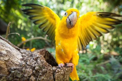 Descubra as cataratas do iguaçu e o parque das aves em um tour privado. veja 275 quedas d'água, aves exóticas e aproveite o transporte com guia local. reserve já sua aventura!