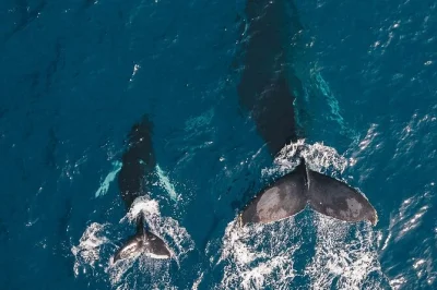 Veja baleias jubarte em honolulu com guia local. aproveite a vista ao ar livre no deck superior, bebidas a bordo e fácil acesso da cidade. garanta sua vaga agora.