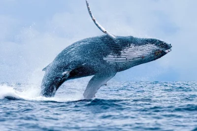 Watch whales up close on a guided catamaran tour from ma'alaea harbor. includes hydrophones to hear whale songs, drinks, and expert local crew. book now.