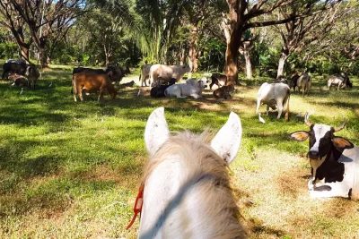 Esplora a cavallo i fiumi e la giungla di guanacaste con una guida locale. incontra scimmie, uccelli e farfalle. caschi inclusi. prenota ora il tuo safari a cavallo.