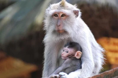 Erleben sie ubids affenwald, die reisterrassen von tegalalang, den blick auf den vulkan mount batur und den tempel tirta empul bei einer privaten bali-tagestour inklusive mittagessen.