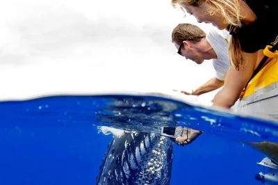 Get close to humpback whales in maui on a small group super raft tour. listen underwater, learn from a naturalist, and enjoy drinks onboard. book now.