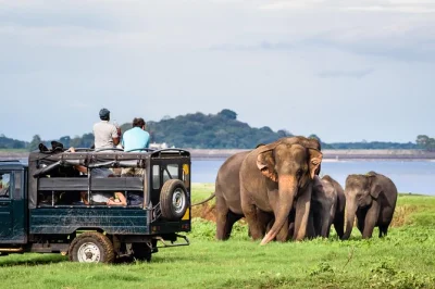 See wild elephants in minneriya, climb sigiriya lion rock, and explore dambulla cave temples with a local guide. includes hotel pickup and private driver.