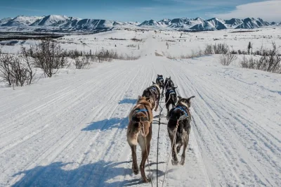 Conheça huskies do alasca, deslize de trenó por florestas congeladas e aprenda mushing com locais perto de fairbanks. inclui roupa térmica, lanches e visita ao canil.
