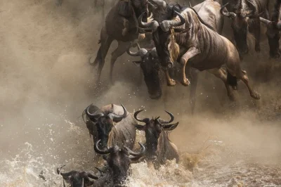 Vivi la grande migrazione degli gnu, i safari per avvistare i big 5, la cultura maasai e il cratere di ngorongoro in questa avventura di 6 giorni in tanzania.
