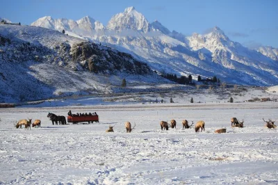 Experience grand teton wildlife with a local guide, picnic lunch, and a horse-drawn sleigh ride into the national elk refuge. book now for pickup included.