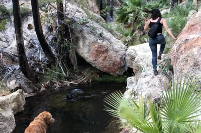 Descubre los oasis de palmas escondidos cerca de san carlos con un biólogo local, explora flora y fauna únicas y disfruta ceviche fresco bajo una palapa. reserva ya.